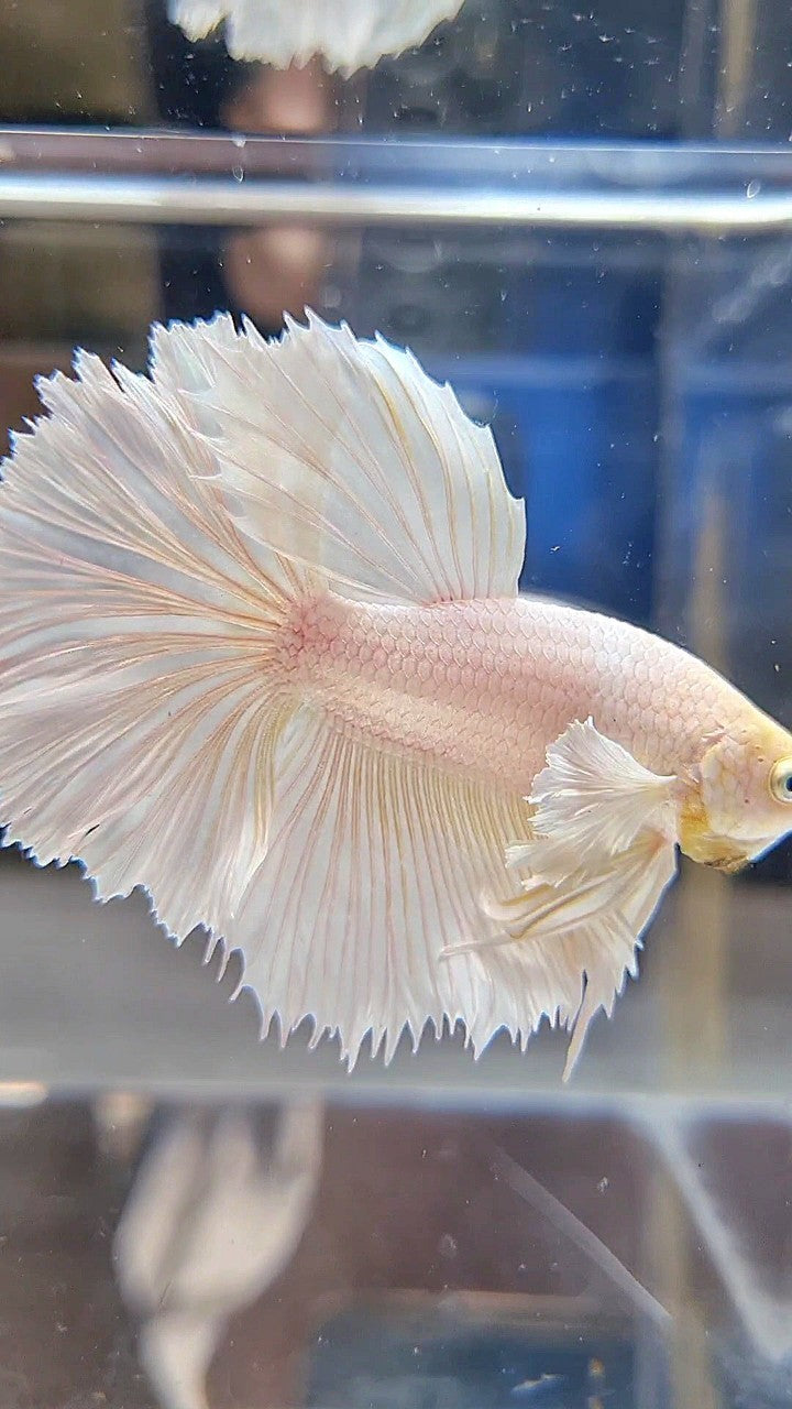 HALFMOON DUMBO EAR WHITE PLATINUM BETTA FISH