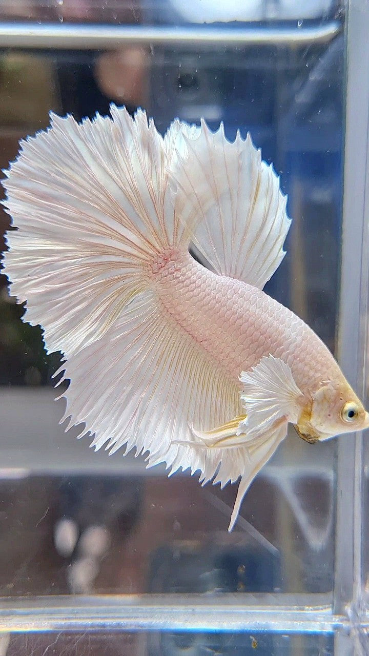 HALFMOON DUMBO EAR WHITE PLATINUM BETTA FISH