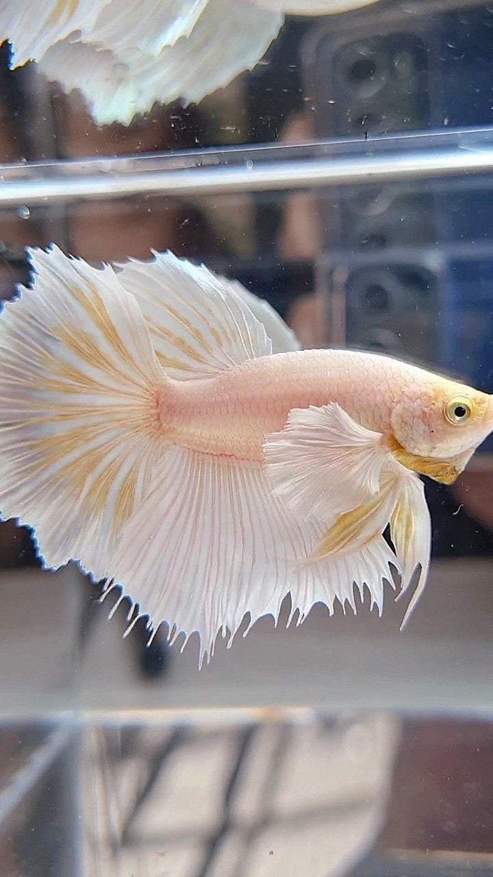 HALFMOON DUMBO EAR ROSETAIL WHITE PLATINUM YELLOW WASH BETTA FISH