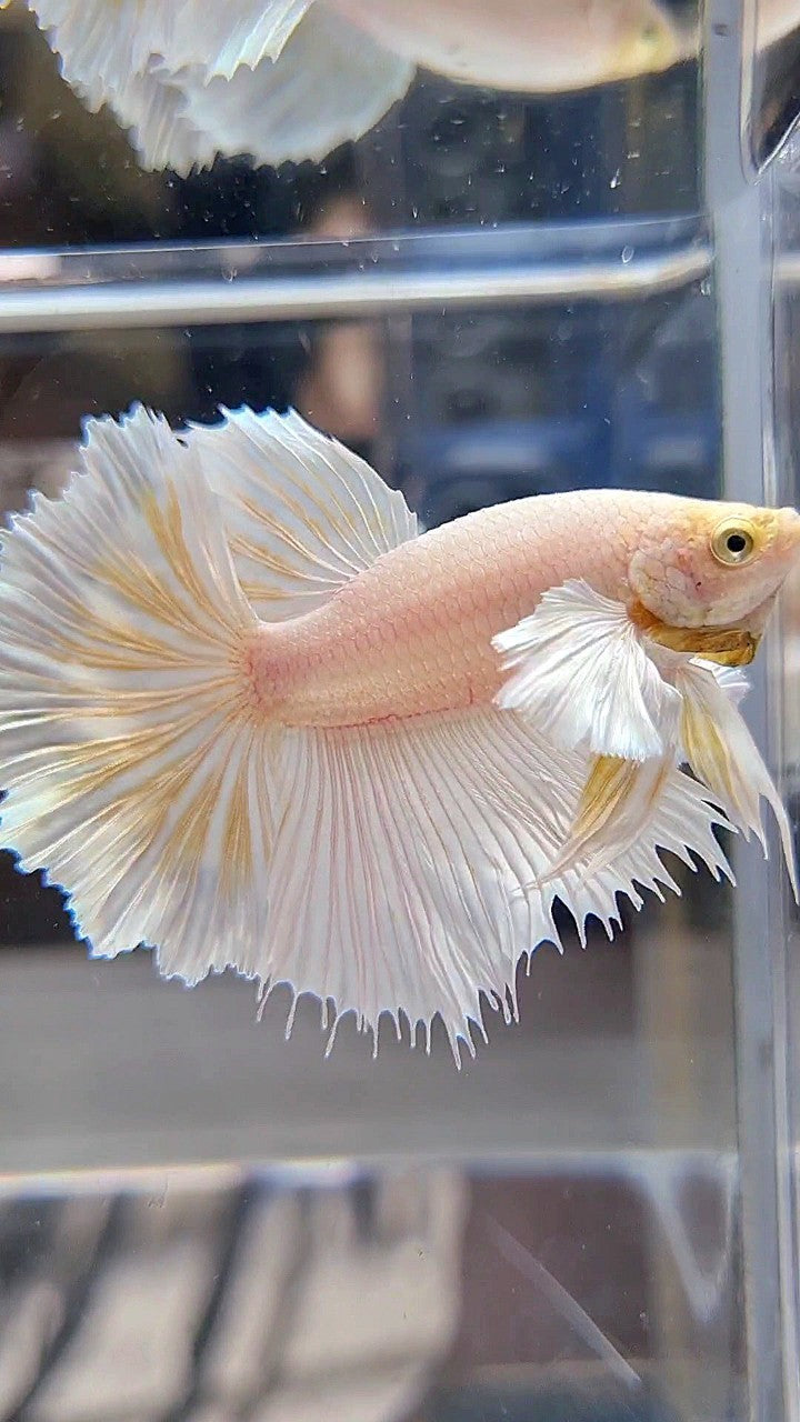 HALFMOON DUMBO EAR ROSETAIL WHITE PLATINUM YELLOW WASH BETTA FISH