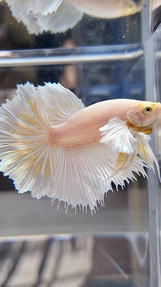 HALFMOON DUMBO EAR ROSETAIL WHITE PLATINUM YELLOW WASH BETTA FISH