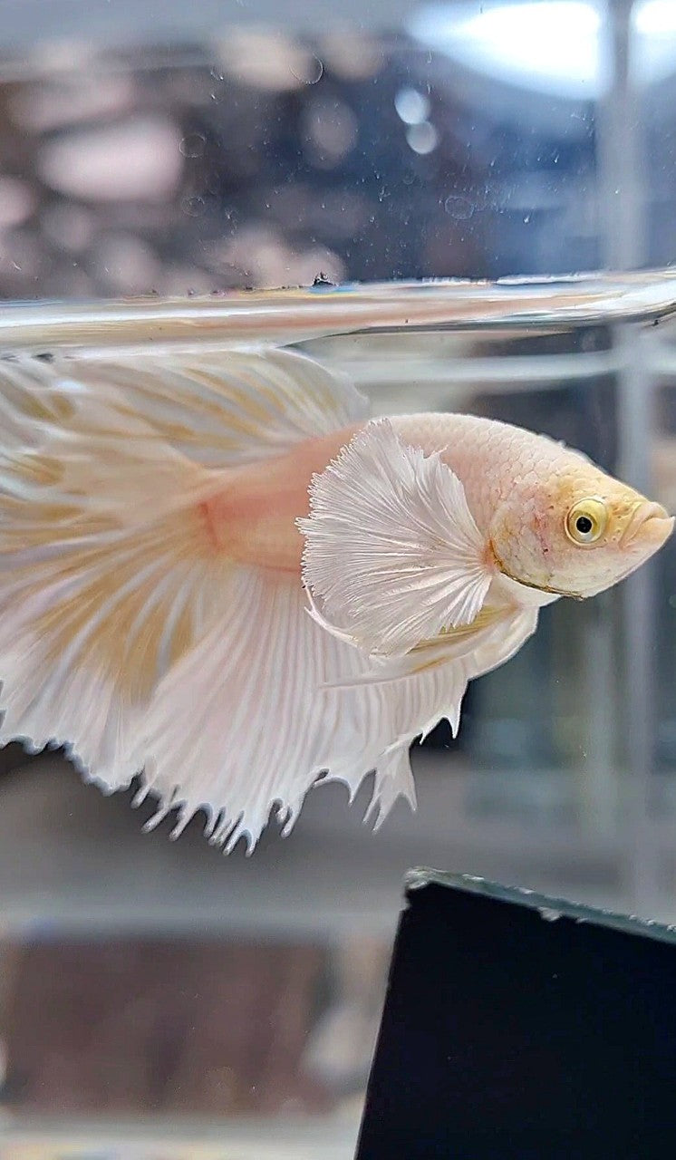 HALFMOON DUMBO EAR ROSETAIL WHITE PLATINUM YELLOW WASH BETTA FISH