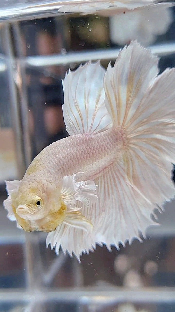 HALFMOON DUMBO EAR ROSETAIL WHITE PLATINUM BETTA FISH