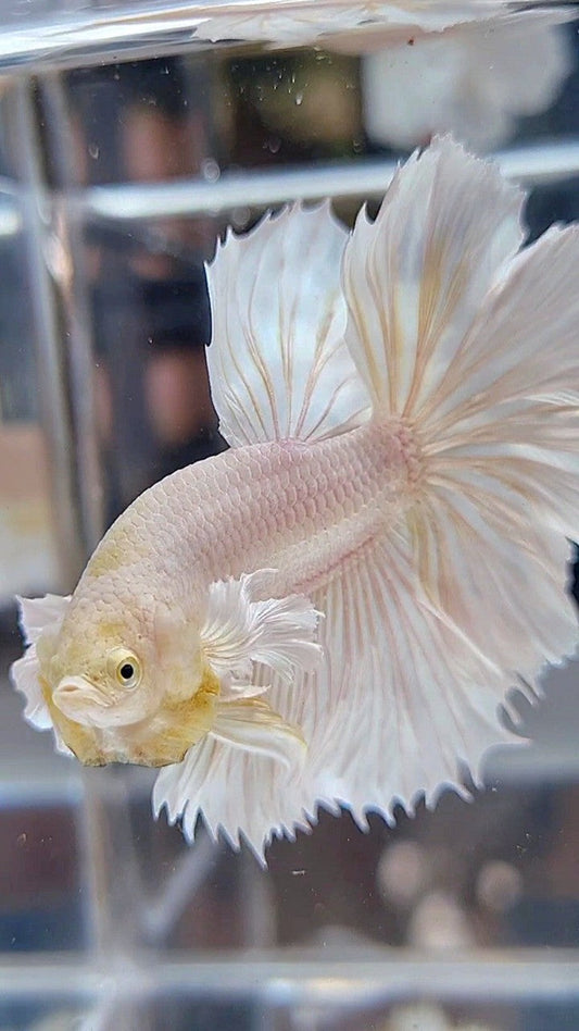 HALFMOON DUMBO EAR ROSETAIL WHITE PLATINUM BETTA FISH