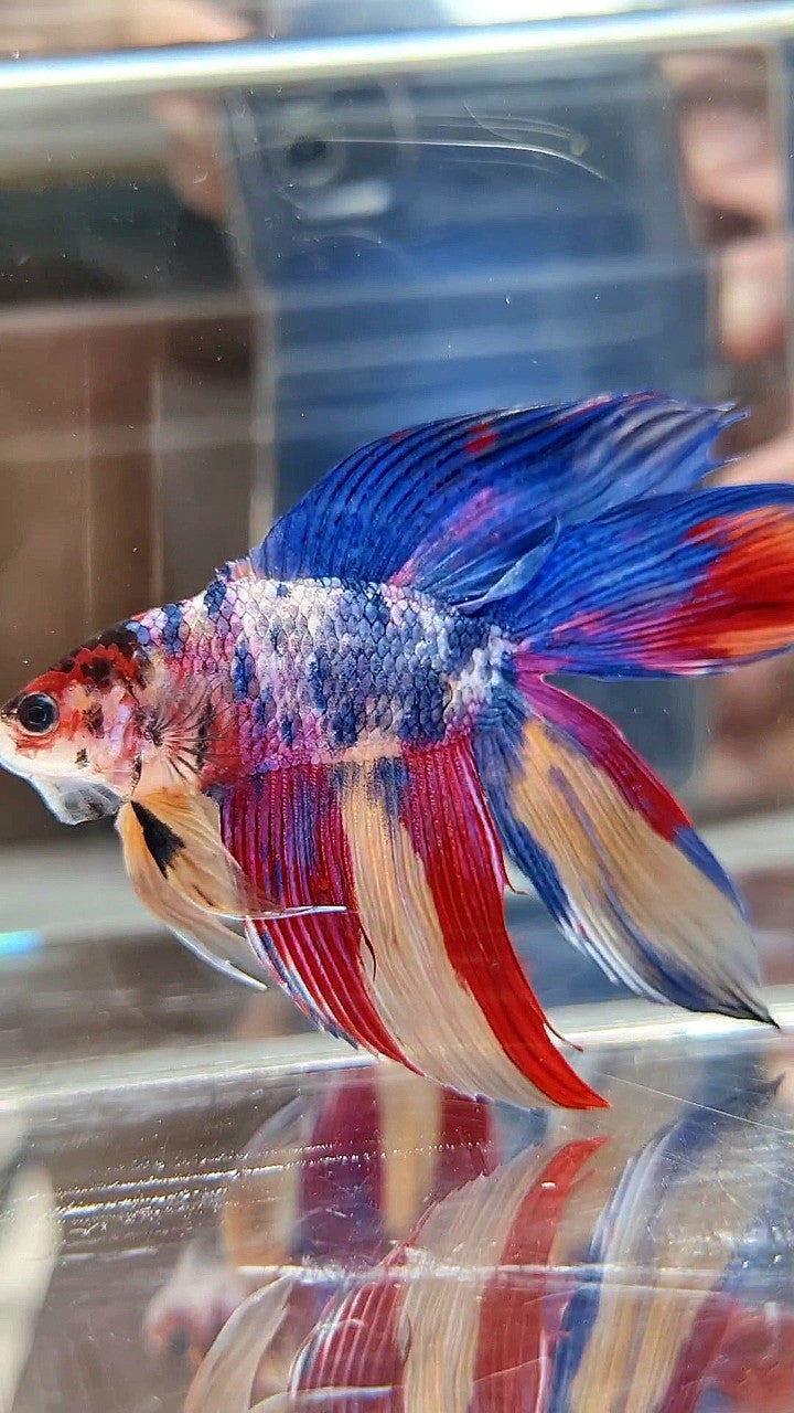 XL VEILTAIL DOUBLE TAIL BLUE RED FANCY MULTICOLOR BETTA FISH