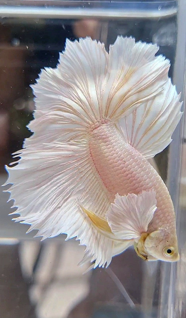 HALFMOON DUMBO EAR ROSETAIL WHITE PLATINUM BETTA FISH