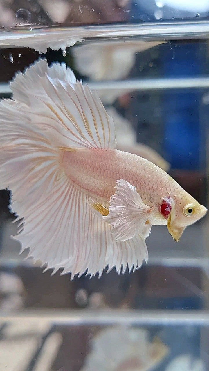 HALFMOON DUMBO EAR ROSETAIL WHITE PLATINUM BETTA FISH