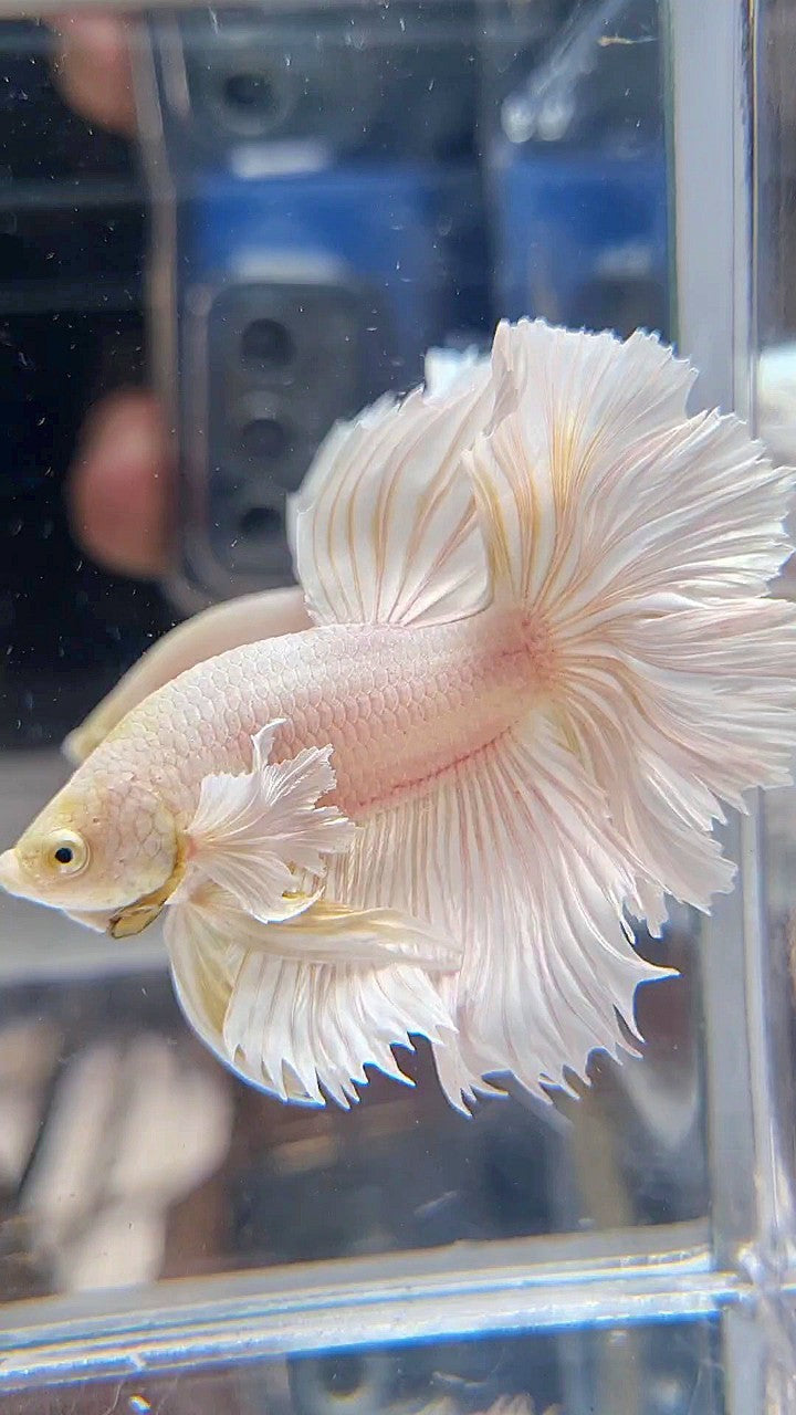 HALFMOON DUMBO EAR ROSETAIL WHITE PLATINUM BETTA FISH