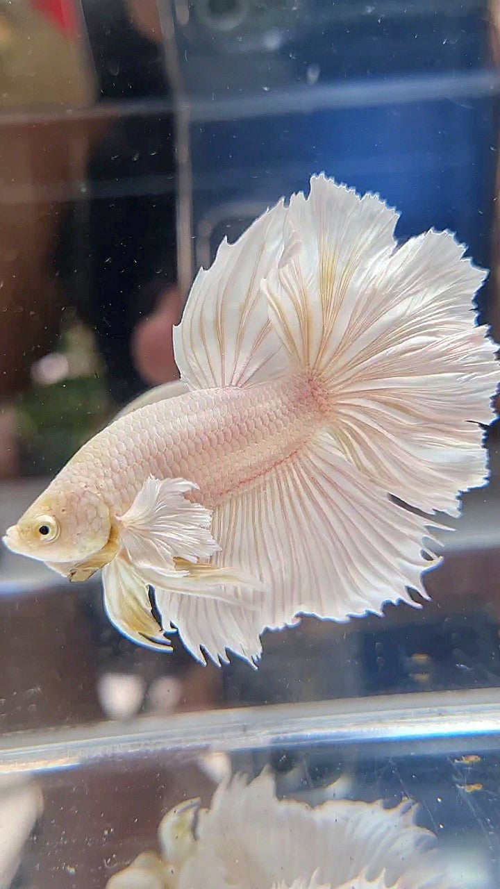HALFMOON DUMBO EAR ROSETAIL WHITE PLATINUM BETTA FISH