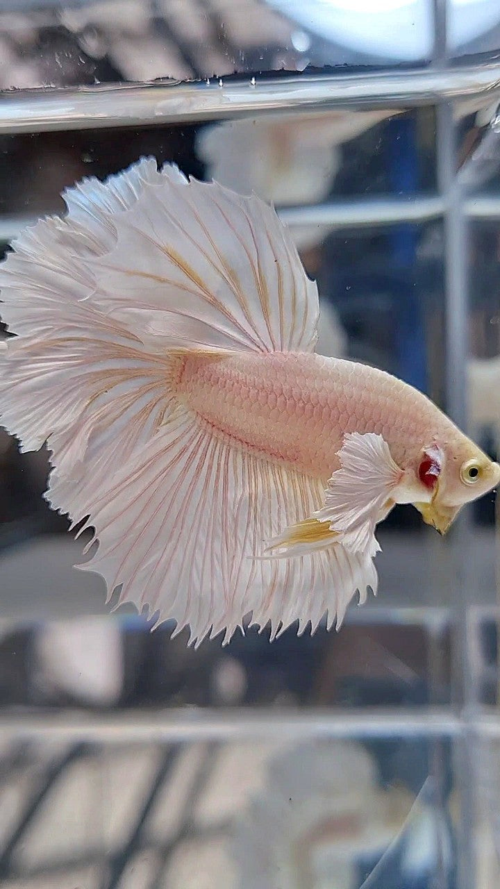HALFMOON DUMBO EAR ROSETAIL WHITE PLATINUM BETTA FISH