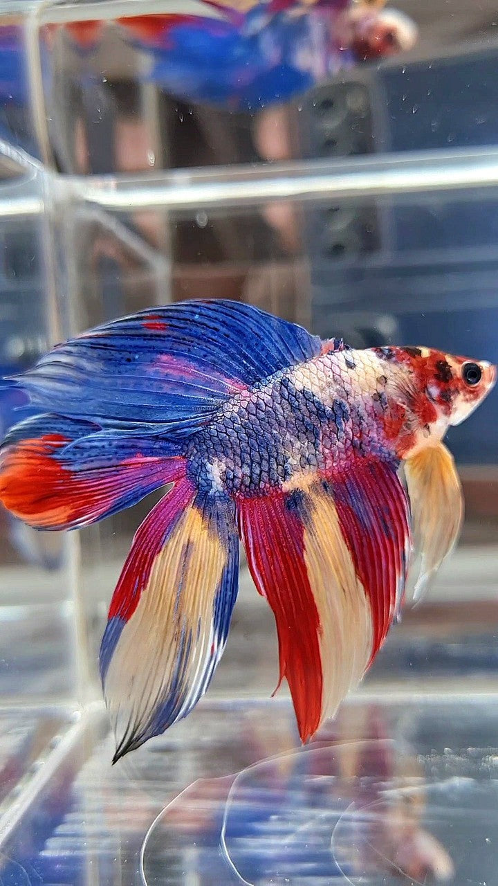 XL VEILTAIL DOUBLE TAIL BLUE RED FANCY MULTICOLOR BETTA FISH