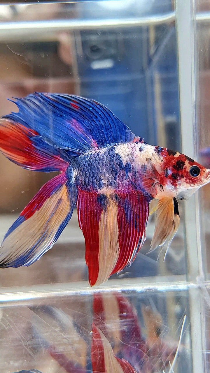 XL VEILTAIL DOUBLE TAIL BLUE RED FANCY MULTICOLOR BETTA FISH