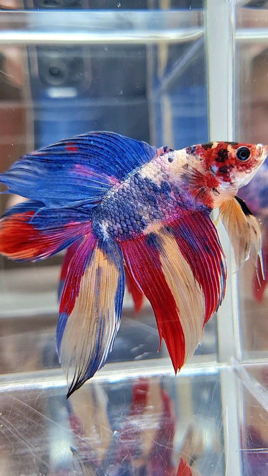 XL VEILTAIL DOUBLE TAIL BLUE RED FANCY MULTICOLOR BETTA FISH