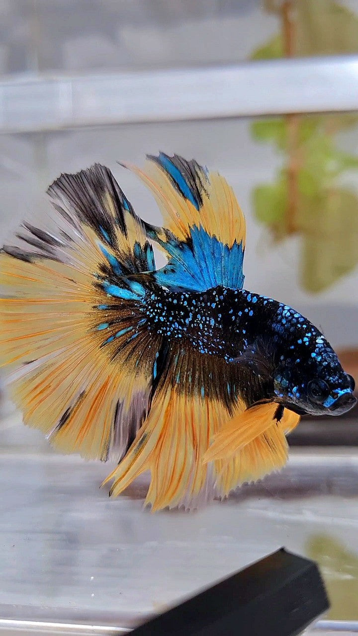 LUXURY HALFMOON ROSETAIL BLACK BLUE STARDUST GLITTER YELLOW BUTERFLY GALAXY BETTA FISH