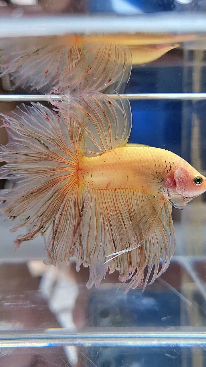 XXL HALFMOON ROSETAIL CURLY YELLOW VANDA BETTA FISH