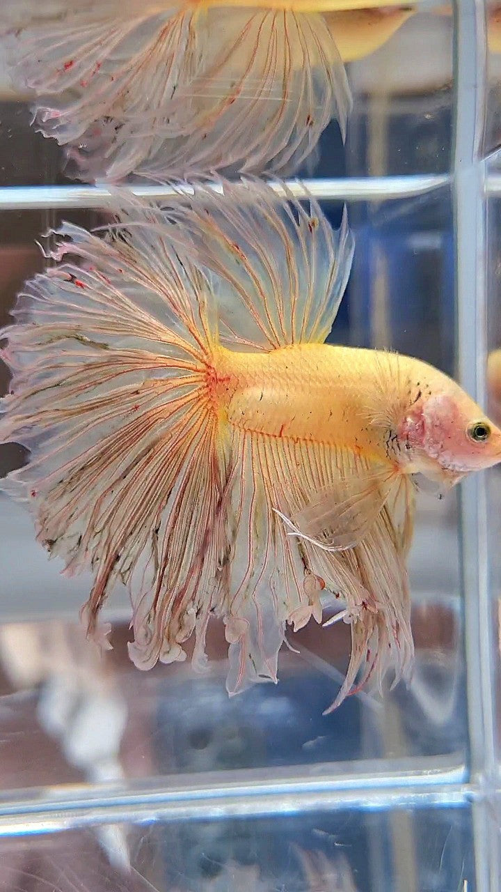 XXL HALFMOON ROSETAIL CURLY YELLOW VANDA BETTA FISH