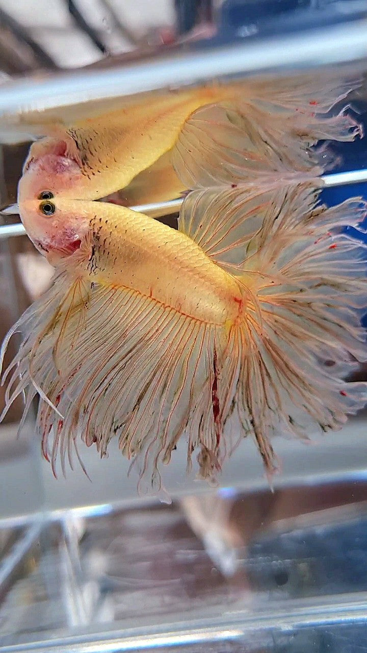 XXL HALFMOON ROSETAIL CURLY YELLOW VANDA BETTA FISH