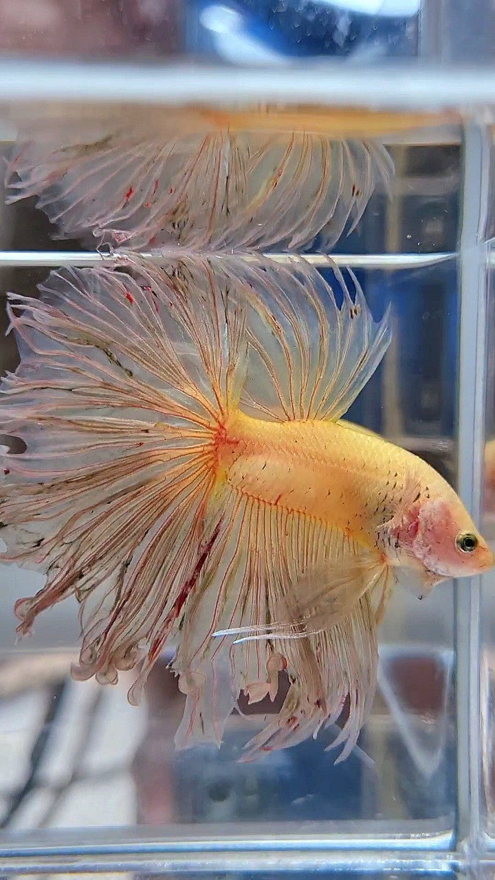 XXL HALFMOON ROSETAIL CURLY YELLOW VANDA BETTA FISH