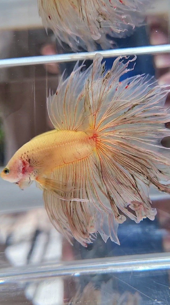 XXL HALFMOON ROSETAIL CURLY YELLOW VANDA BETTA FISH