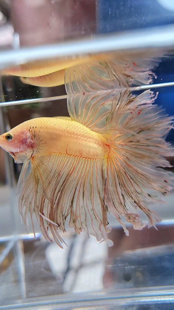 XXL HALFMOON ROSETAIL CURLY YELLOW VANDA BETTA FISH
