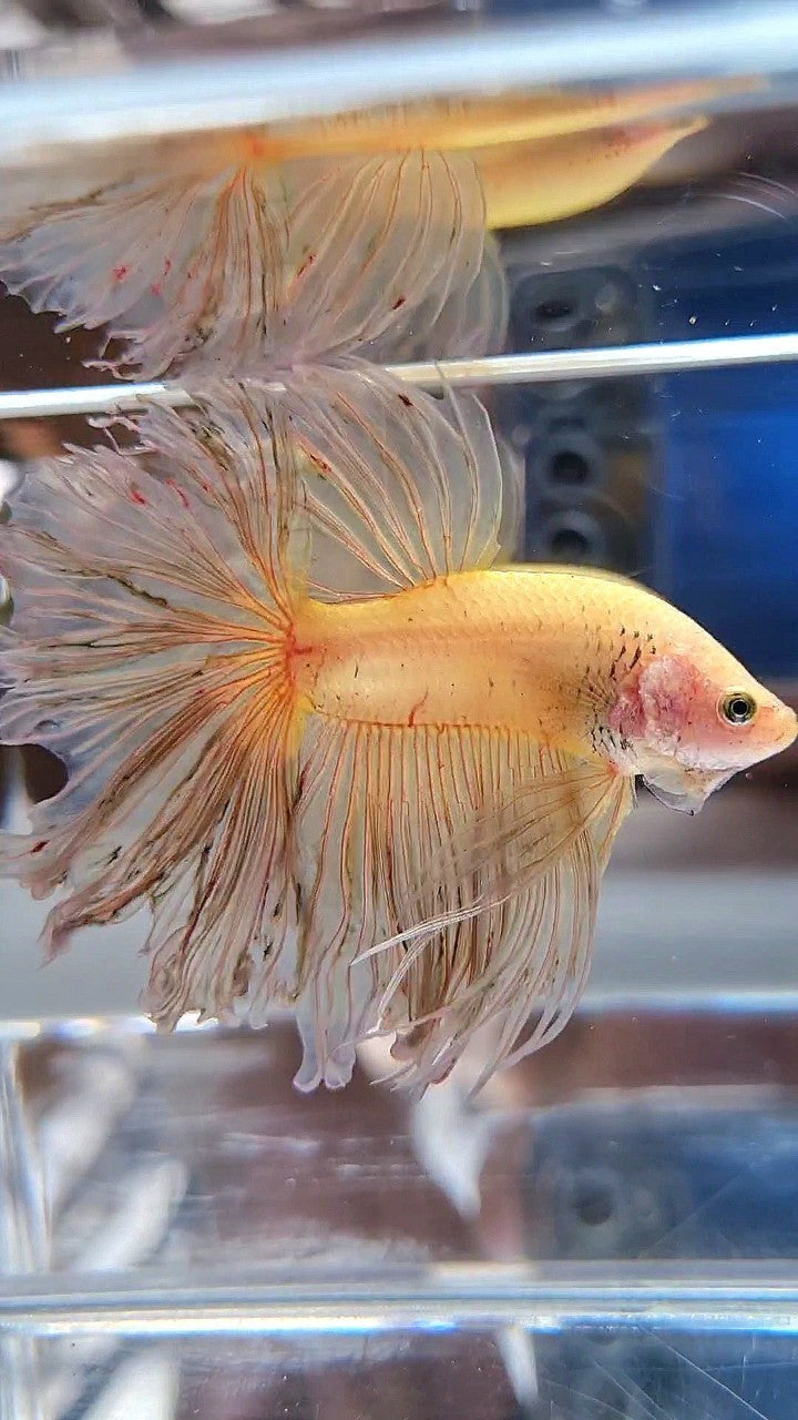 XXL HALFMOON ROSETAIL CURLY YELLOW VANDA BETTA FISH
