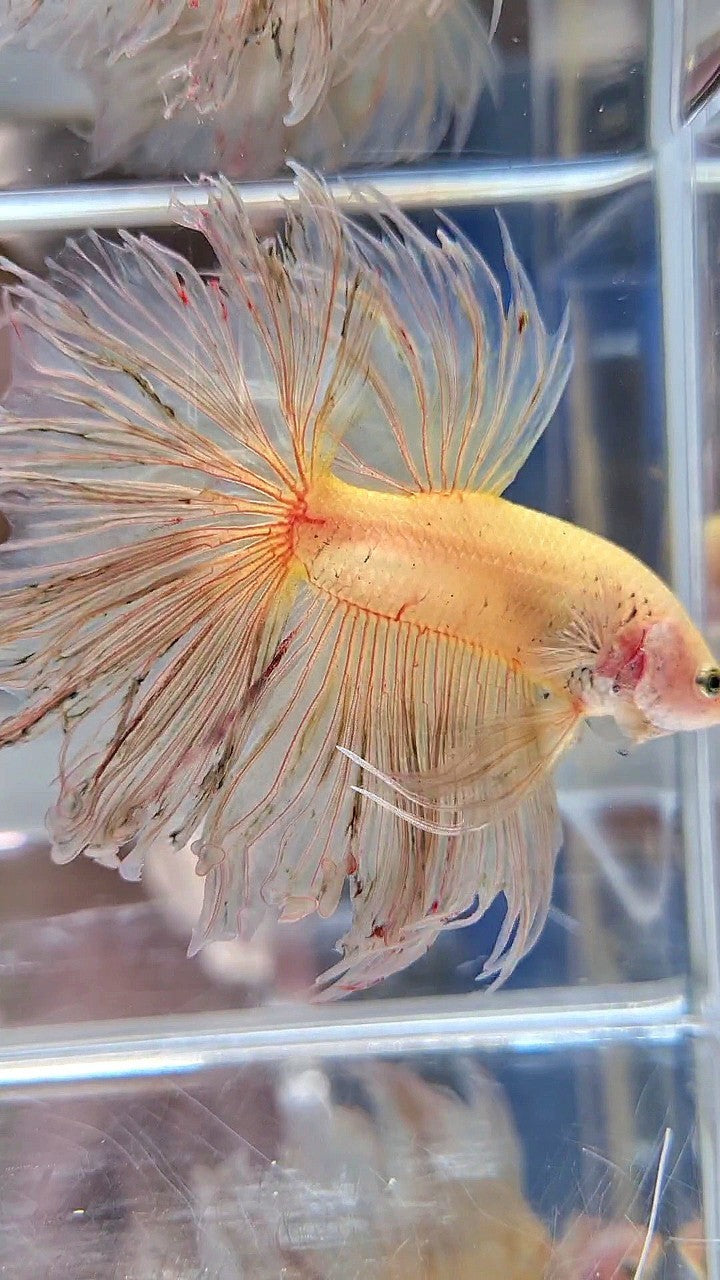 XXL HALFMOON ROSETAIL CURLY YELLOW VANDA BETTA FISH