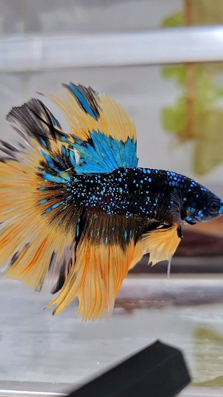 LUXURY HALFMOON ROSETAIL BLACK BLUE STARDUST GLITTER YELLOW BUTERFLY GALAXY BETTA FISH