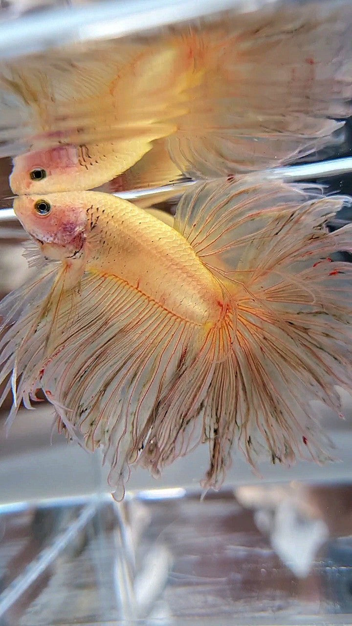 XXL HALFMOON ROSETAIL CURLY YELLOW VANDA BETTA FISH
