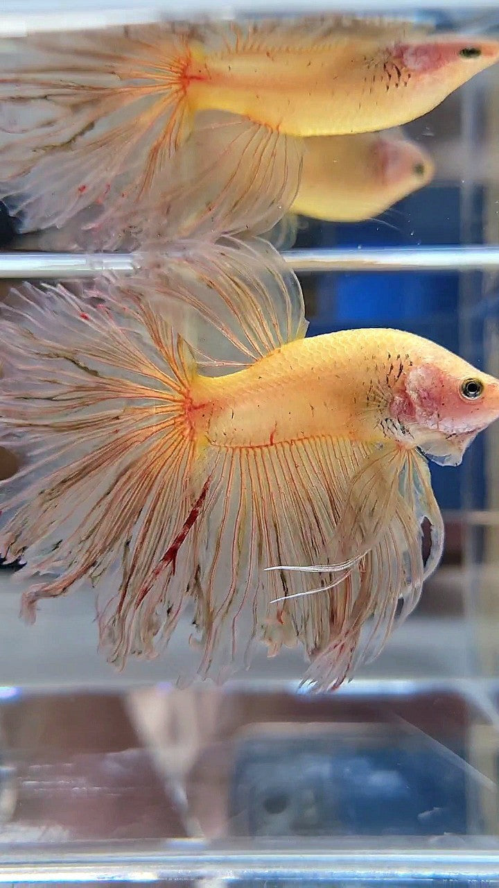 XXL HALFMOON ROSETAIL CURLY YELLOW VANDA BETTA FISH