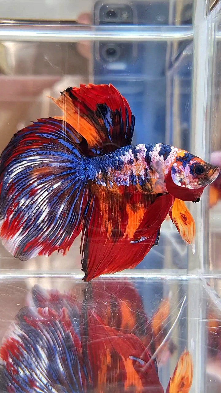 GIANT HALFMOON TOTAL LONG 9CM+ BLUE FANCY FIRE MULTICOLOR BETTA FISH