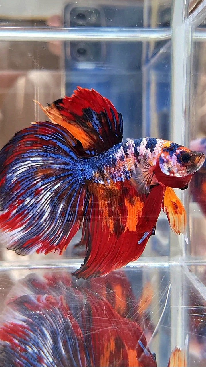 GIANT HALFMOON TOTAL LONG 9CM+ BLUE FANCY FIRE MULTICOLOR BETTA FISH