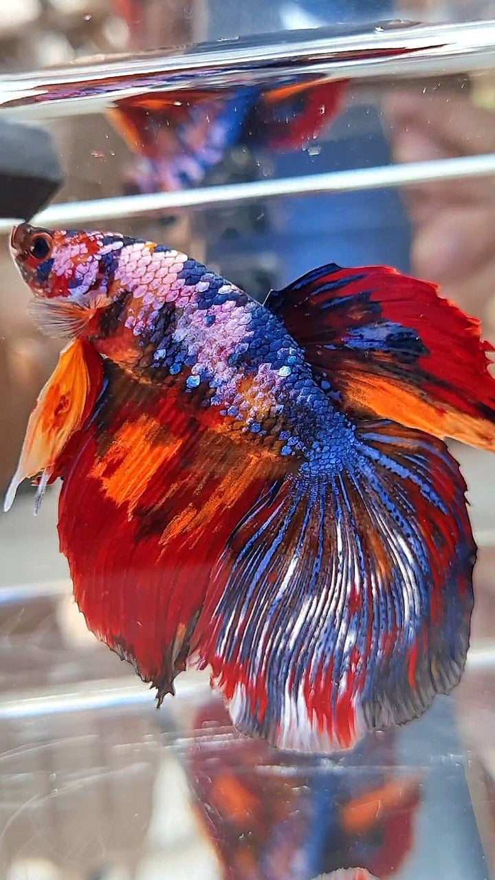 GIANT HALFMOON TOTAL LONG 9CM+ BLUE FANCY FIRE MULTICOLOR BETTA FISH
