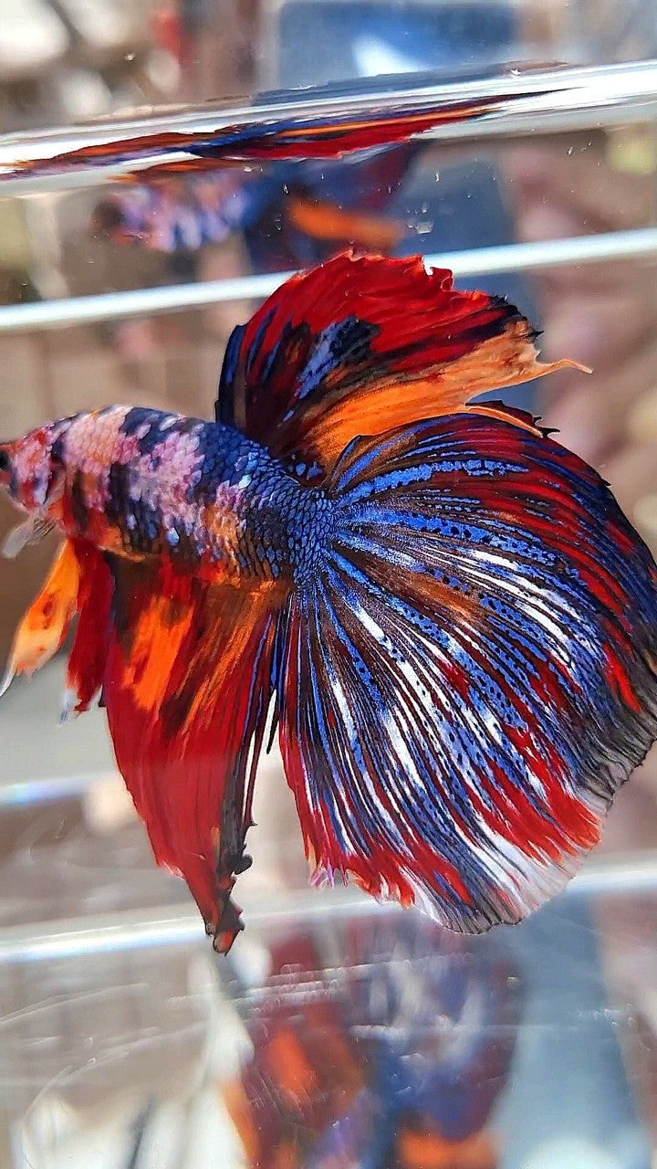 GIANT HALFMOON TOTAL LONG 9CM+ BLUE FANCY FIRE MULTICOLOR BETTA FISH