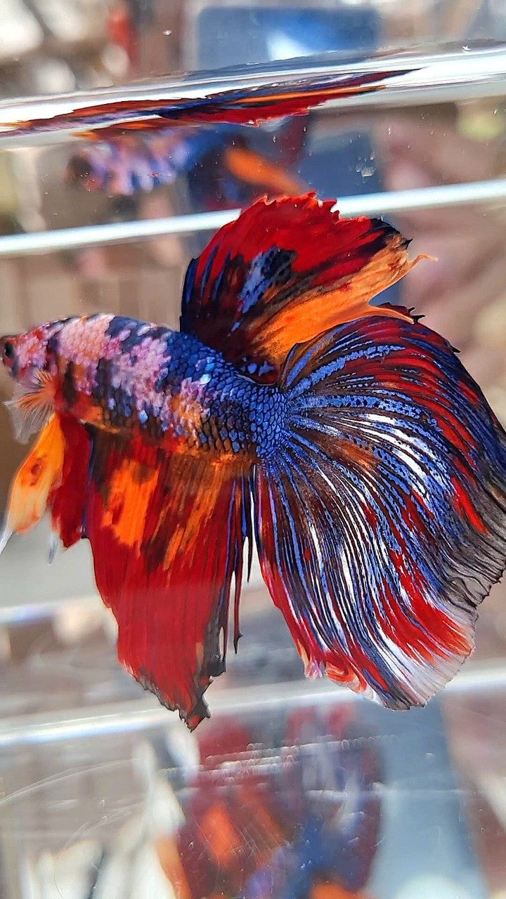 GIANT HALFMOON TOTAL LONG 9CM+ BLUE FANCY FIRE MULTICOLOR BETTA FISH