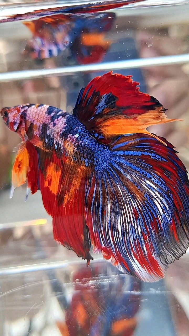 GIANT HALFMOON TOTAL LONG 9CM+ BLUE FANCY FIRE MULTICOLOR BETTA FISH