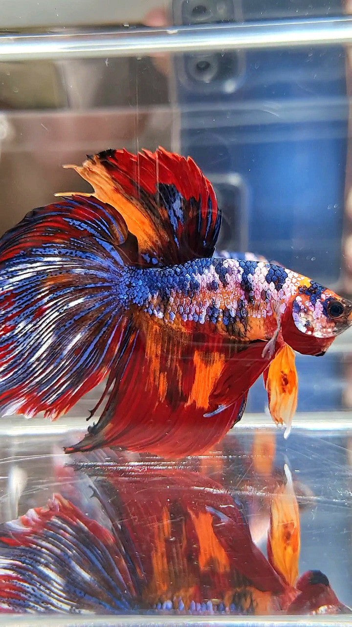 GIANT HALFMOON TOTAL LONG 9CM+ BLUE FANCY FIRE MULTICOLOR BETTA FISH