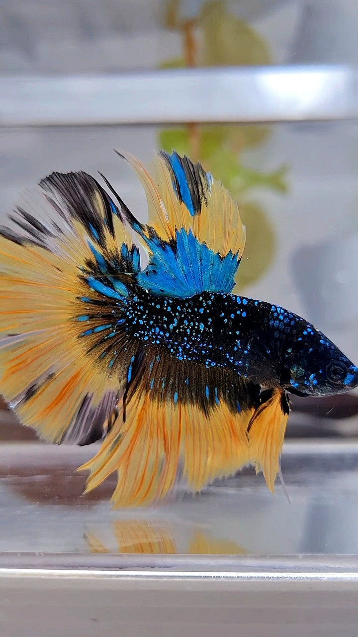 LUXURY HALFMOON ROSETAIL BLACK BLUE STARDUST GLITTER YELLOW BUTERFLY GALAXY BETTA FISH