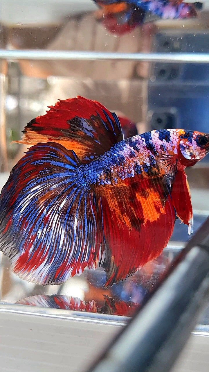 GIANT HALFMOON TOTAL LONG 9CM+ BLUE FANCY FIRE MULTICOLOR BETTA FISH