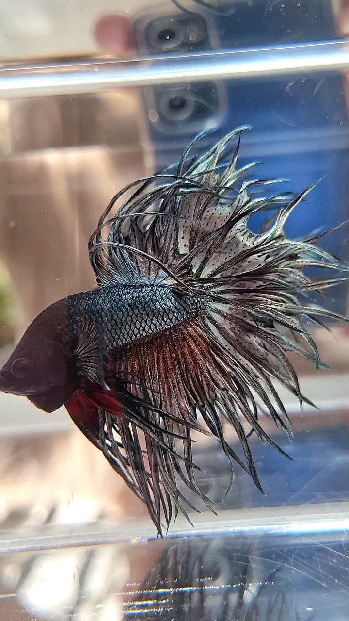 XL LUXURY KING CROWNTAIL FULL COPPER BETTA FISH