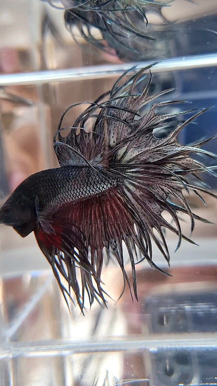 XL LUXURY KING CROWNTAIL FULL COPPER BETTA FISH