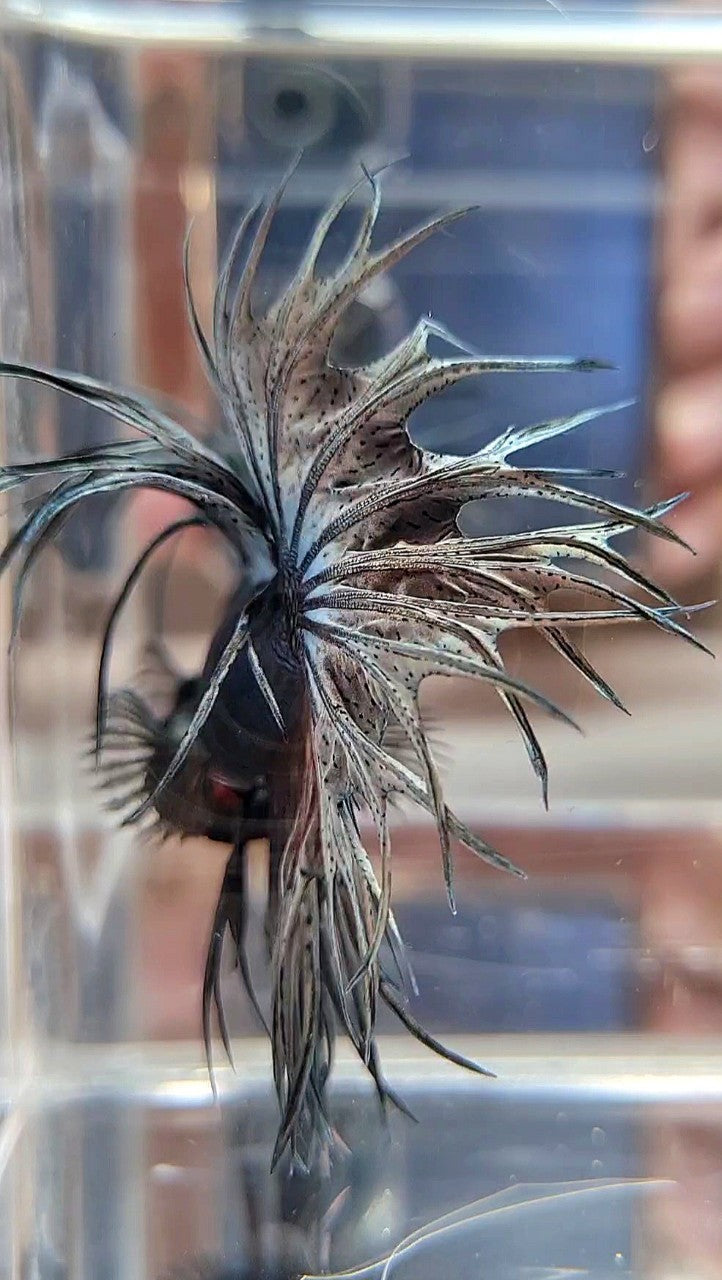 XL LUXURY KING CROWNTAIL FULL COPPER BETTA FISH
