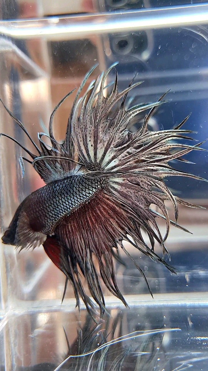 XL LUXURY KING CROWNTAIL FULL COPPER BETTA FISH