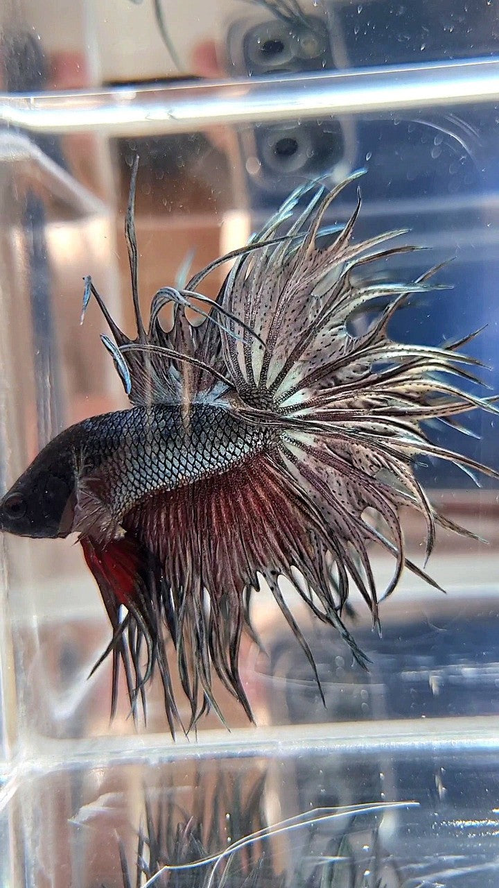 XL LUXURY KING CROWNTAIL FULL COPPER BETTA FISH