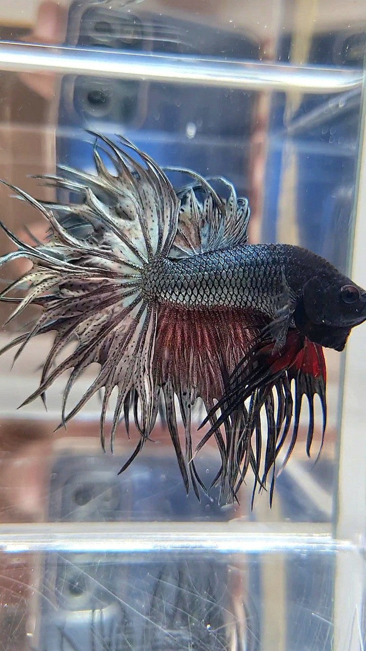 XL LUXURY KING CROWNTAIL FULL COPPER BETTA FISH