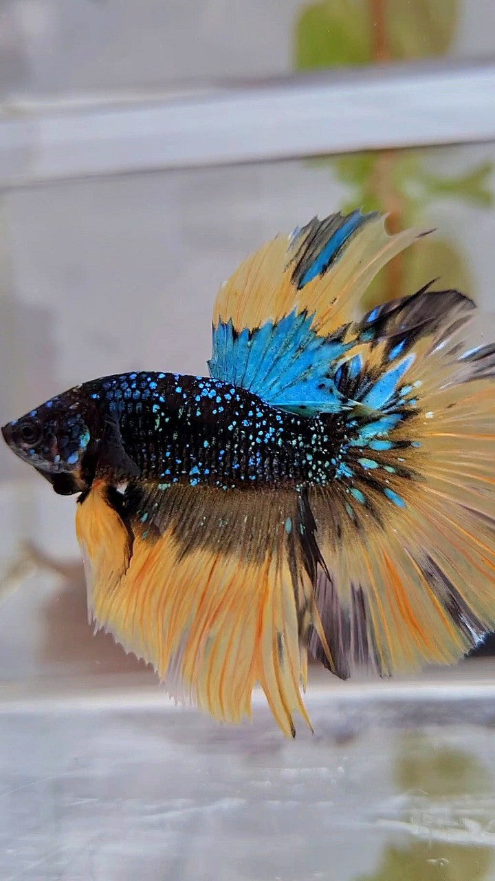 LUXURY HALFMOON ROSETAIL BLACK BLUE STARDUST GLITTER YELLOW BUTERFLY GALAXY BETTA FISH