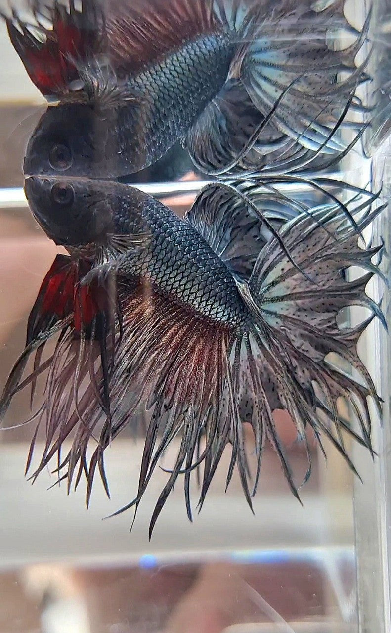 XL LUXURY KING CROWNTAIL FULL COPPER BETTA FISH