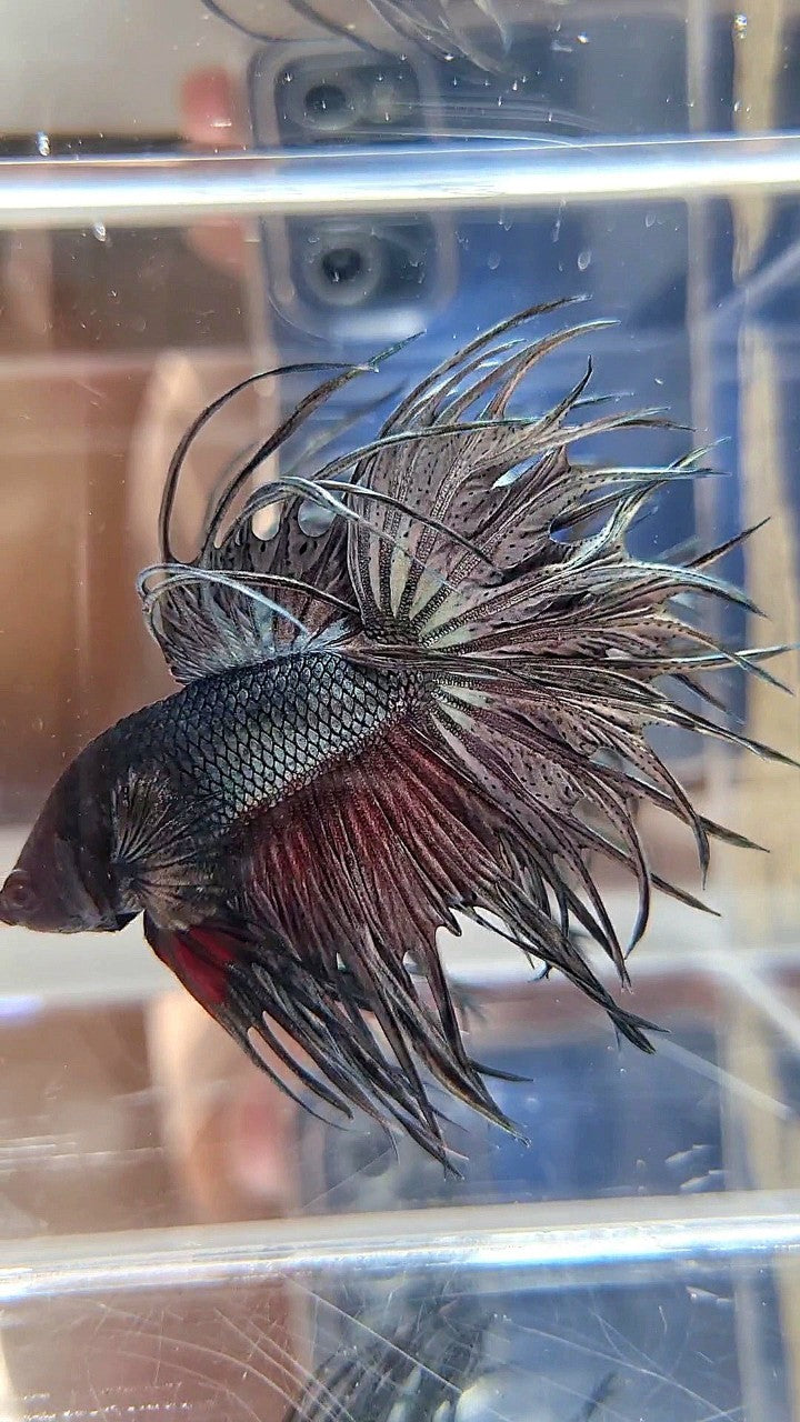 XL LUXURY KING CROWNTAIL FULL COPPER BETTA FISH