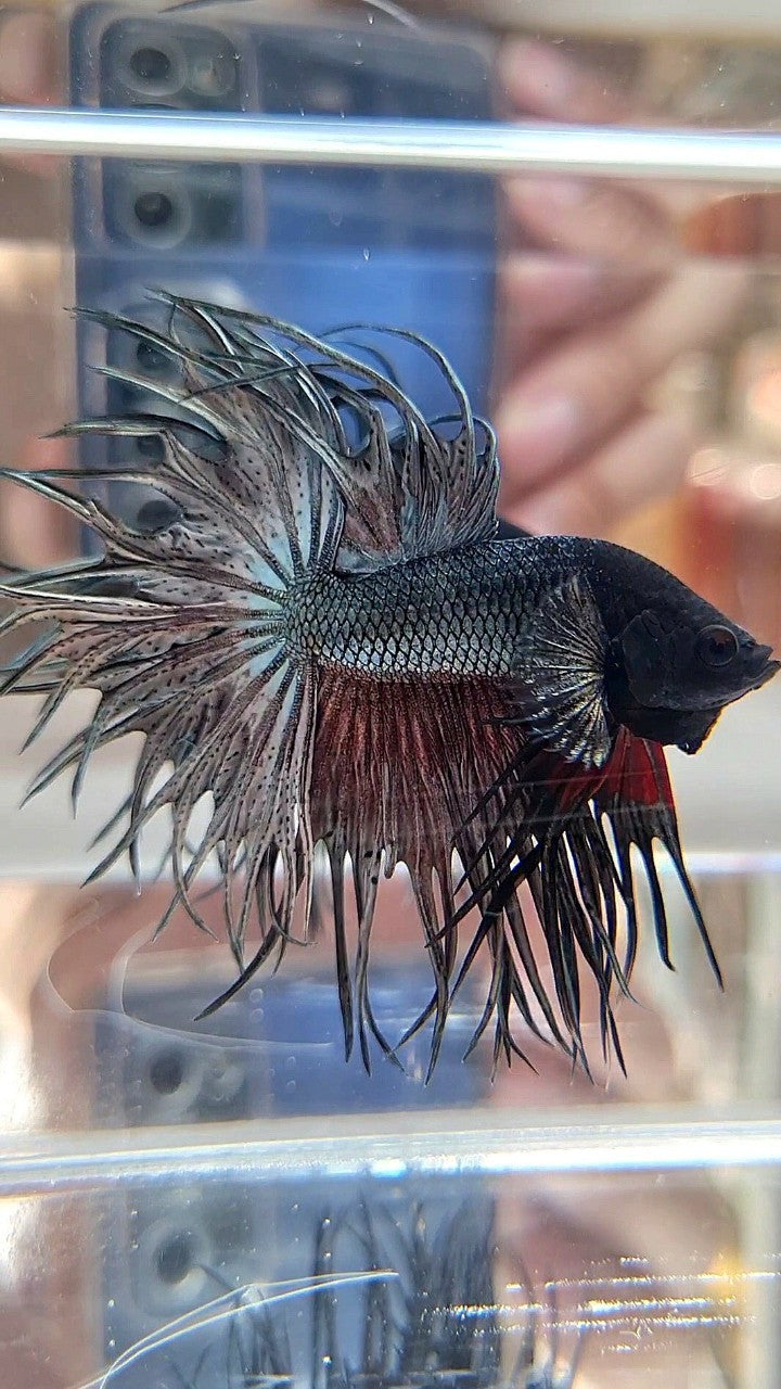 XL LUXURY KING CROWNTAIL FULL COPPER BETTA FISH
