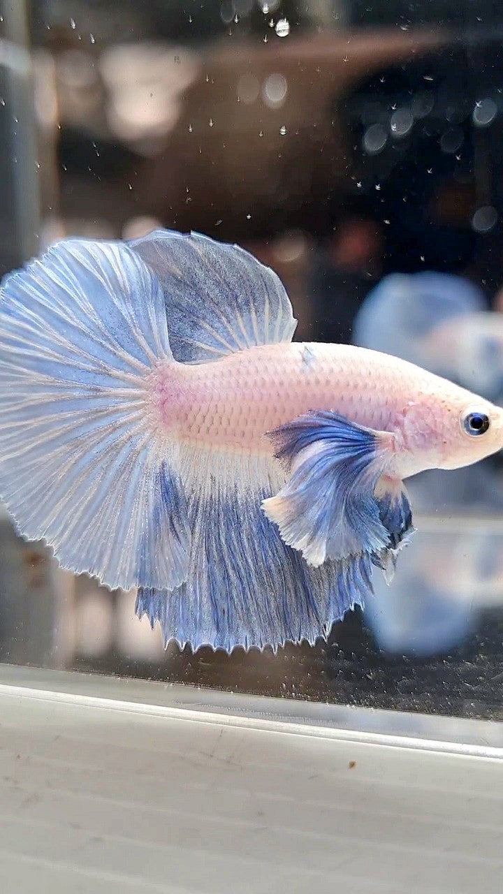 HALFMOON DUMBO EAR ROSETAIL BLUE LIGHT GRIZZLE BETTA FISH