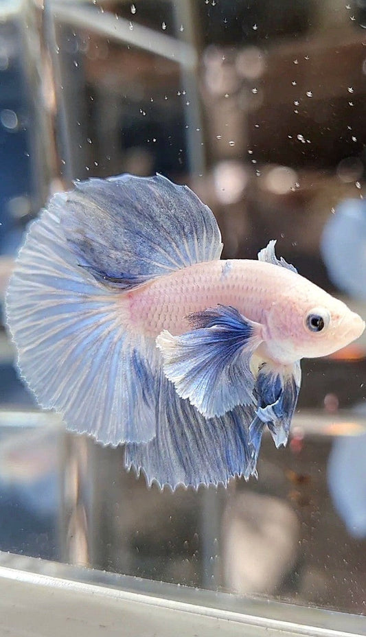 HALFMOON DUMBO EAR ROSETAIL BLUE LIGHT GRIZZLE BETTA FISH